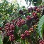 Inde &#8211; Malabar  Moussonné (8.40€ TTC/250g) Wittelsheim 2