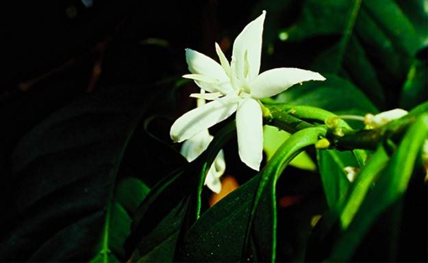 Guatemala Huehuetenango &#8211; Maya Wittenheim 0