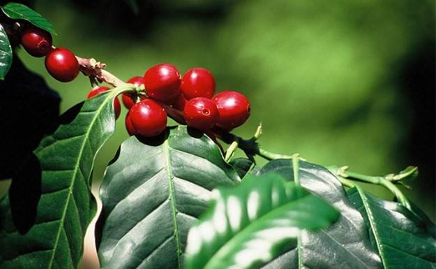 Guatemala Huehuetenango &#8211; Maya Wittenheim 0
