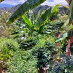 Pérou &#8211; Palma Central &#8211; Cataratas &#8211; San Andres (7.30€ TTC/250g) Gérardmer 0