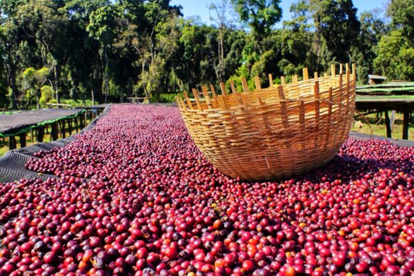 Cafés - Nos Pures Origines