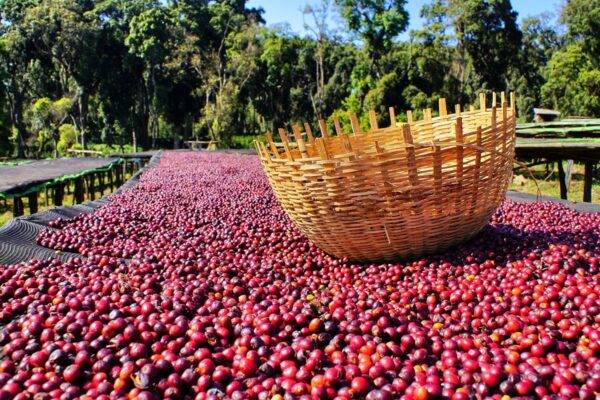 Nos cafés en grain - Nos pures origines