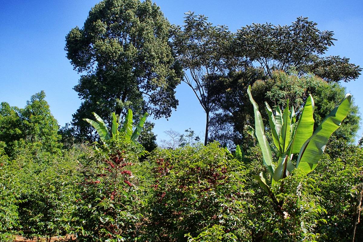 Agroforesterie Caféière Wittenheim 5