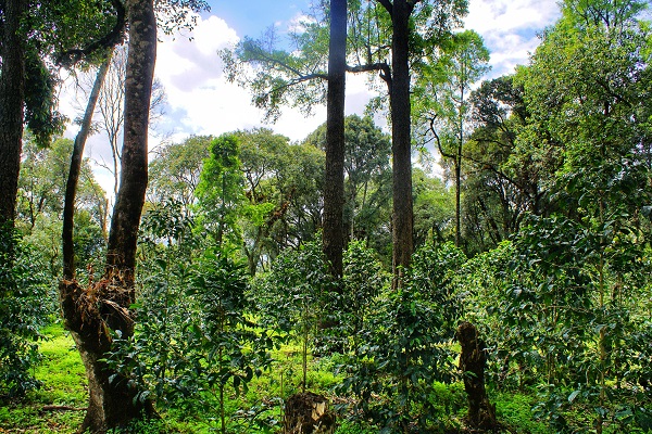 Agroforesterie Caféière Gérardmer 0