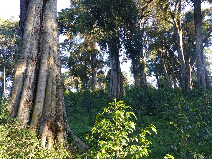 Agroforesterie Caféière Gérardmer