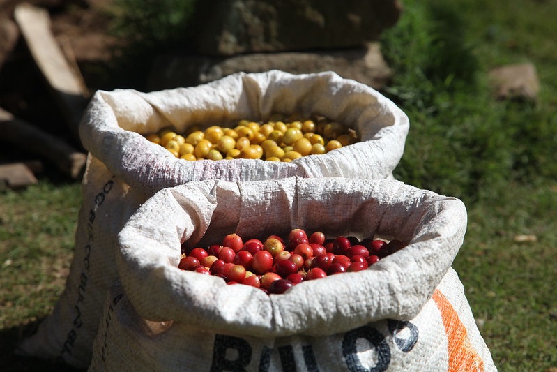 BOURBON | Torréfaction Lagarde Découvrez les cafés de Spécialités avec votre artisan torréfacteur à Guebwiller en Alsace Pfastatt