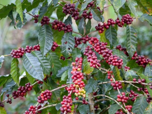 Torréfaction Lagarde : l&#8217;art du café de spécialité à Guebwiller en Alsace Pfastatt 2