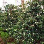 Papouasie &#8211; Nouvelle Guinée &#8211; Hautes Terres Orientales &#8211; Raggiana Mulhouse 3