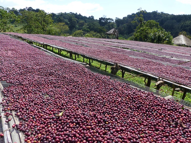 PROCESS NATURE | Torréfaction Lagarde Torréfaction Lagarde : l’art du café de spécialité à Guebwiller en Alsace Guebwiller 0