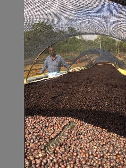 Torréfaction Lagarde : l&#8217;art du café de spécialité à Guebwiller en Alsace Colmar 1