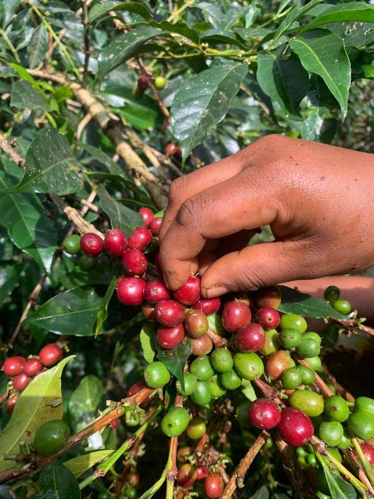 Nos cafés découvertes en juillet août Illzach