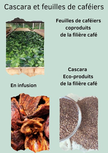 Infusions de cascara et de feuilles de caféiers Guebwiller